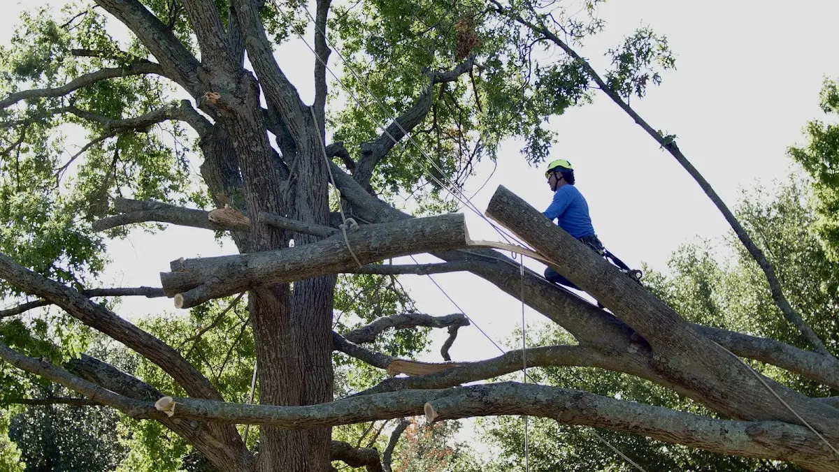 Professional Hazardous Tree Removal performed by certified arborists in Perkins