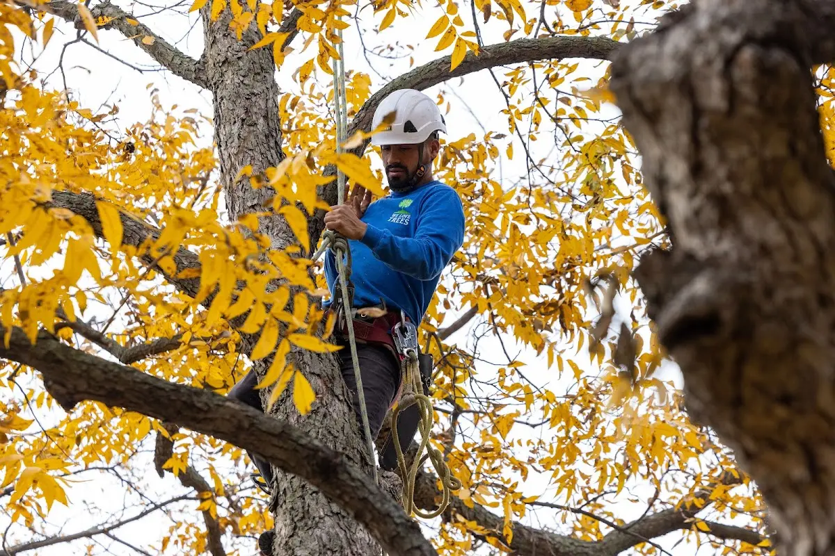 Skilled Storm Damage Cleanup crew working in Perkins
